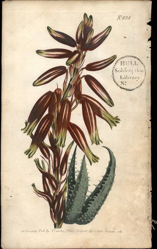 Plate 828 - Narrow-leaved Stemless Aloe