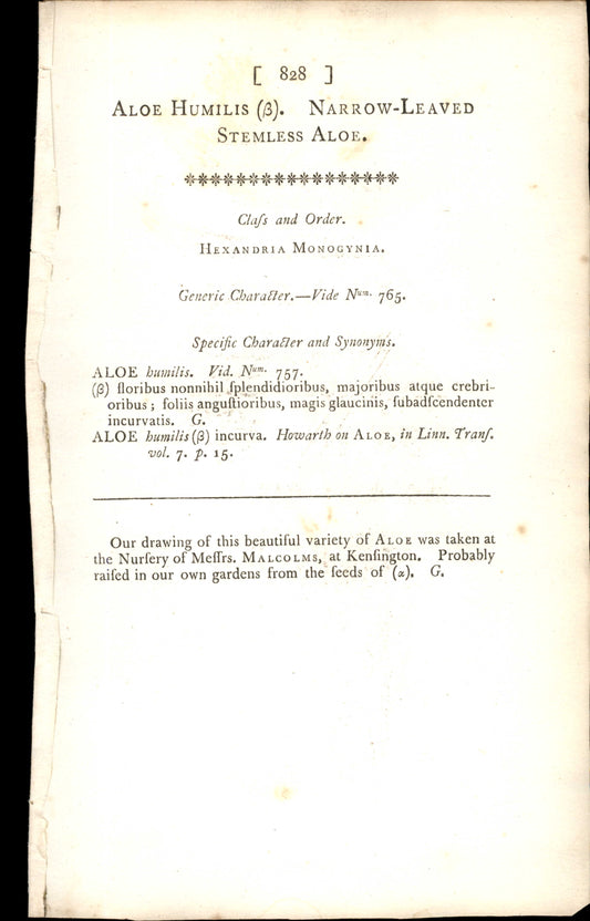 Plate 828 - Narrow-leaved Stemless Aloe