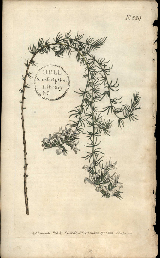 Plate 829 - Hairy Aspalathus