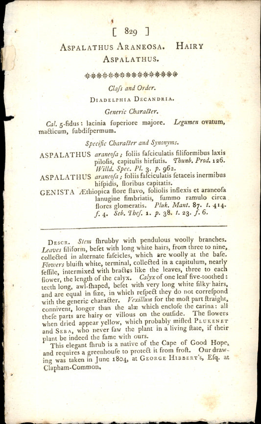 Plate 829 - Hairy Aspalathus