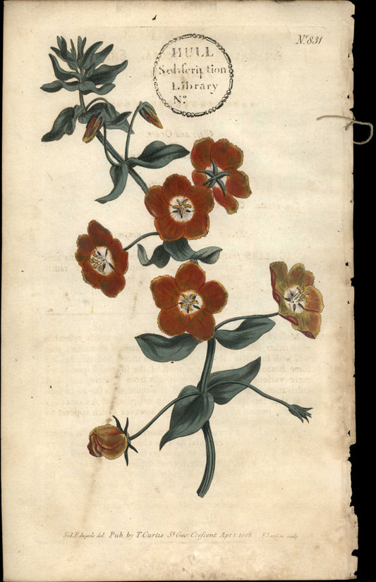 Plate 831 - Shrubby Pimpernel