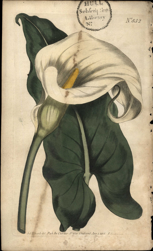 Plate 832 - Ethiopian Calla