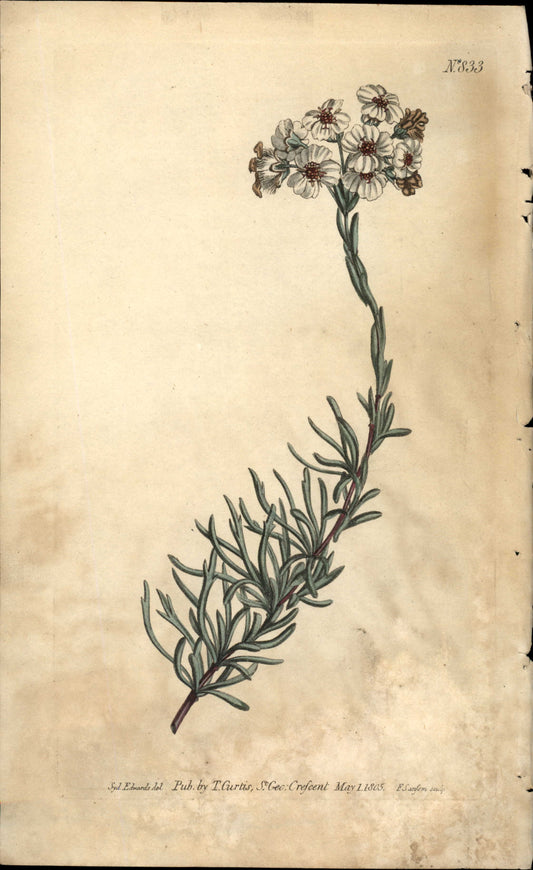Plate 833 - Cluster- Leaved Eriocephalus