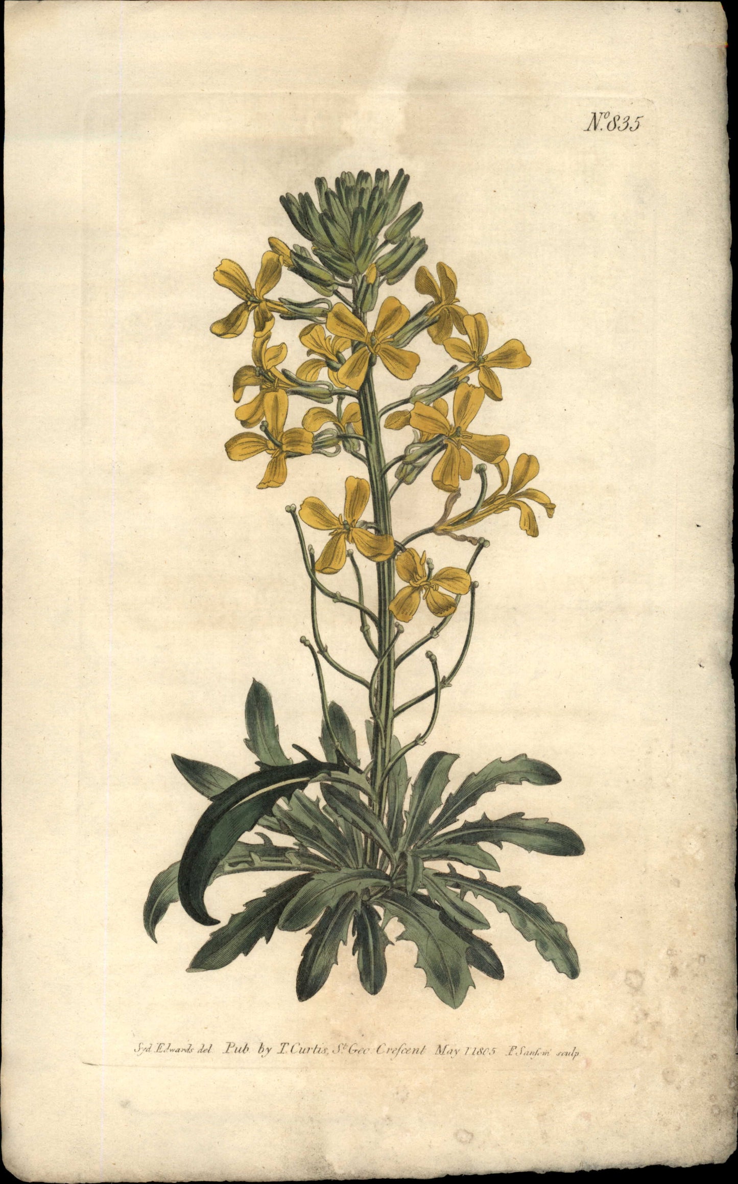 Curtis Botanical – Plate 835 – Armenian Wall Flower