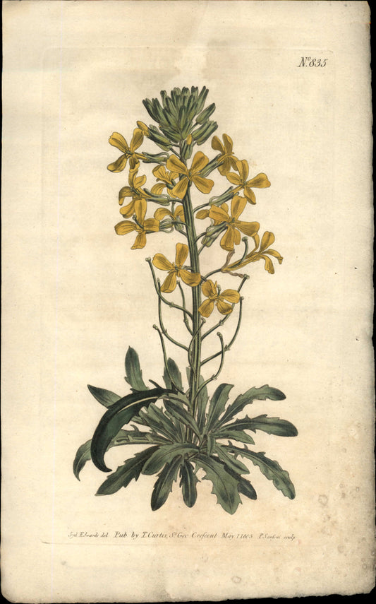 Curtis Botanical – Plate 835 – Armenian Wall Flower