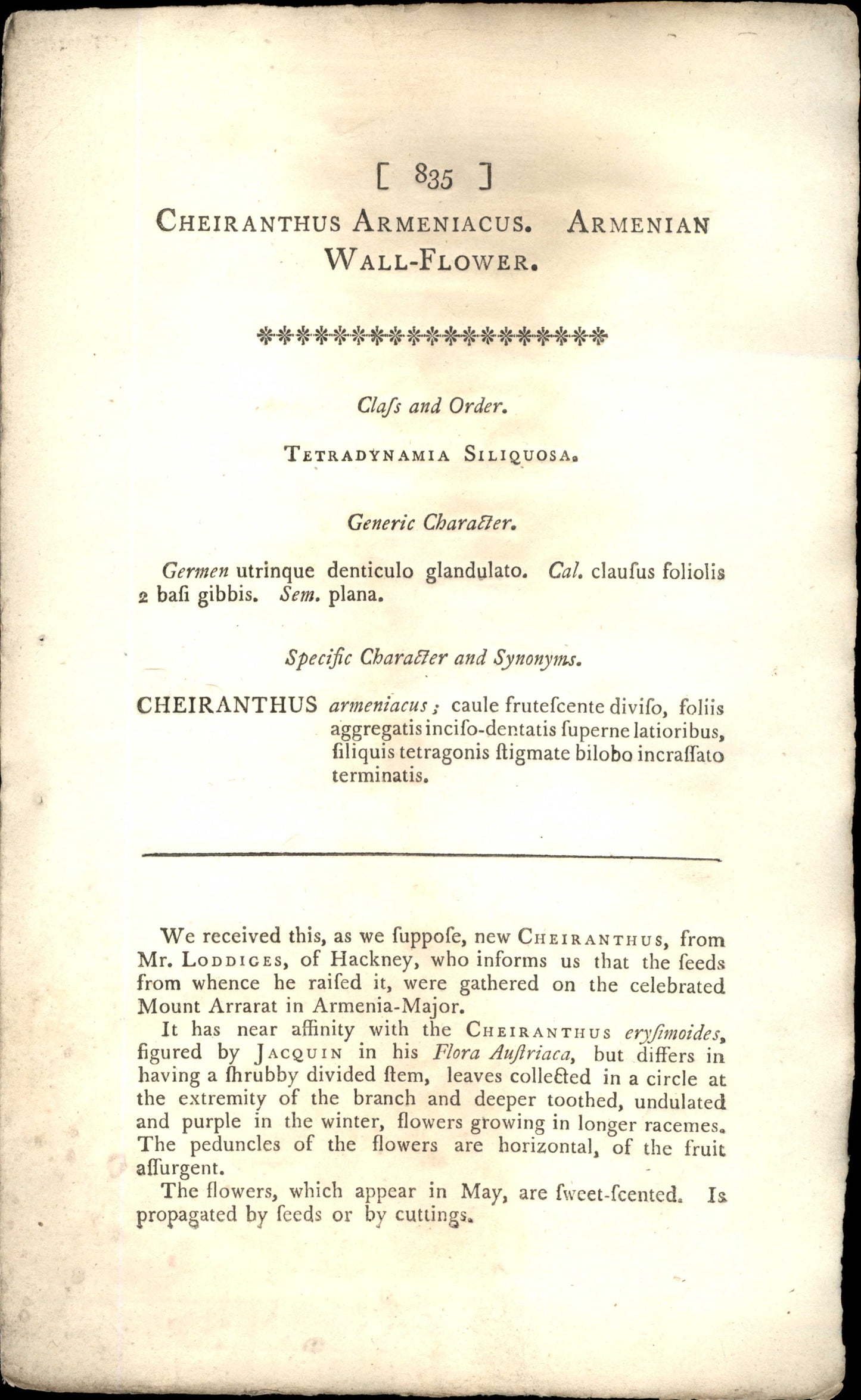 Curtis Botanical – Plate 835 – Armenian Wall Flower