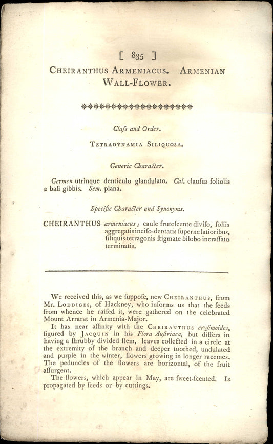 Curtis Botanical – Plate 835 – Armenian Wall Flower