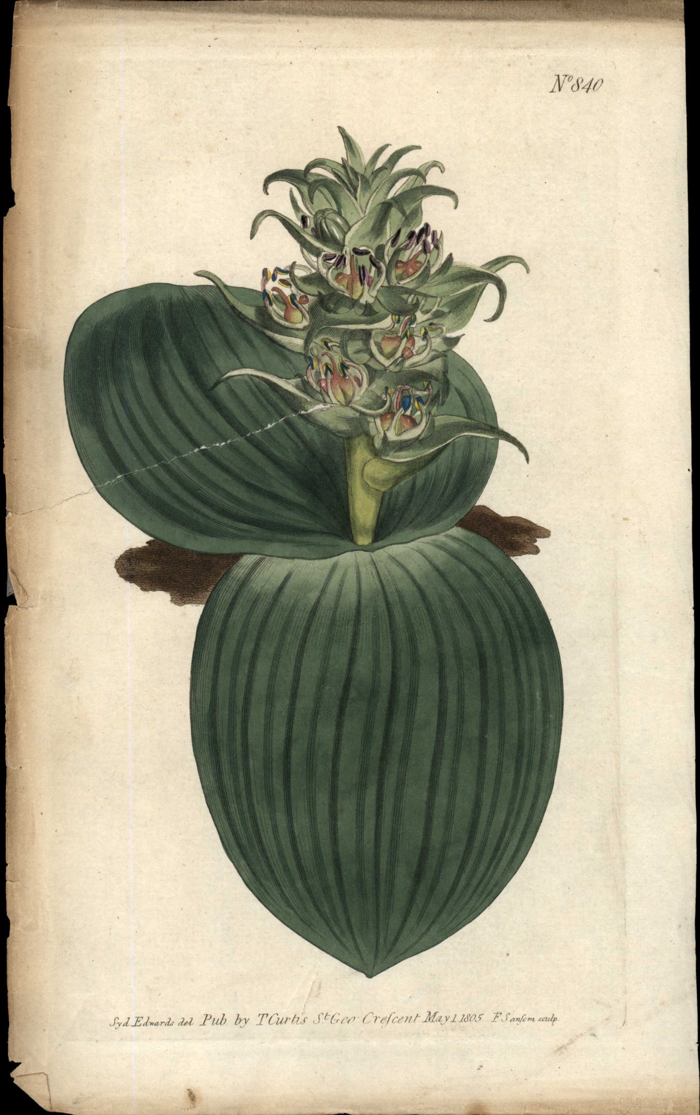 Curtis Botanical – Plate 840 – Two Leaved Eucomis