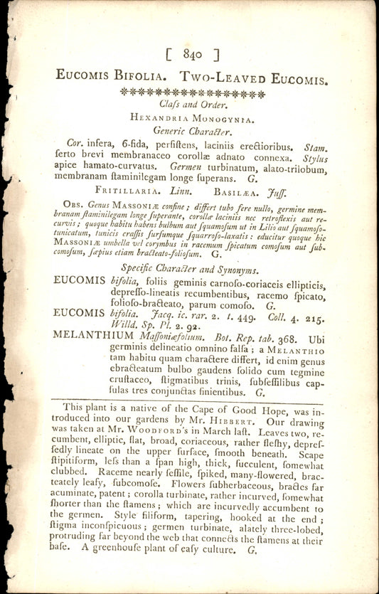 Curtis Botanical – Plate 840 – Two Leaved Eucomis