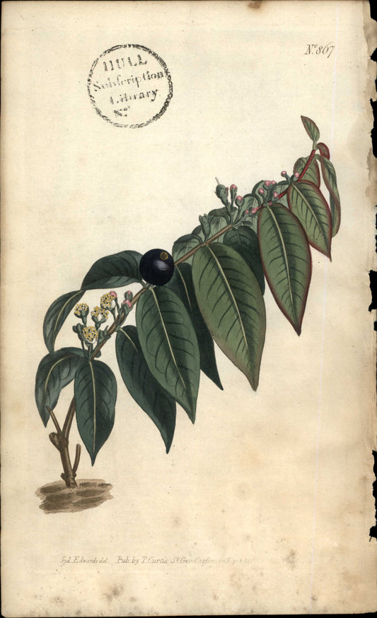 Plate 867 - Icosandria Monogynia
