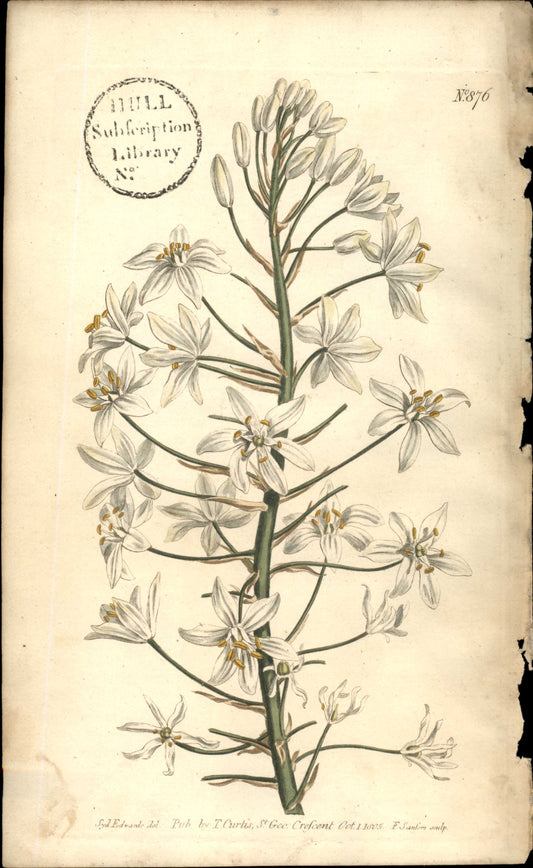 Plate 876 - Broad- Leaved Star Of Bethlehem