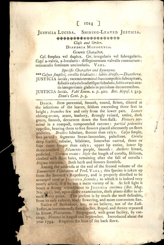 Plate 1014 - Shining-leaved Justicia
