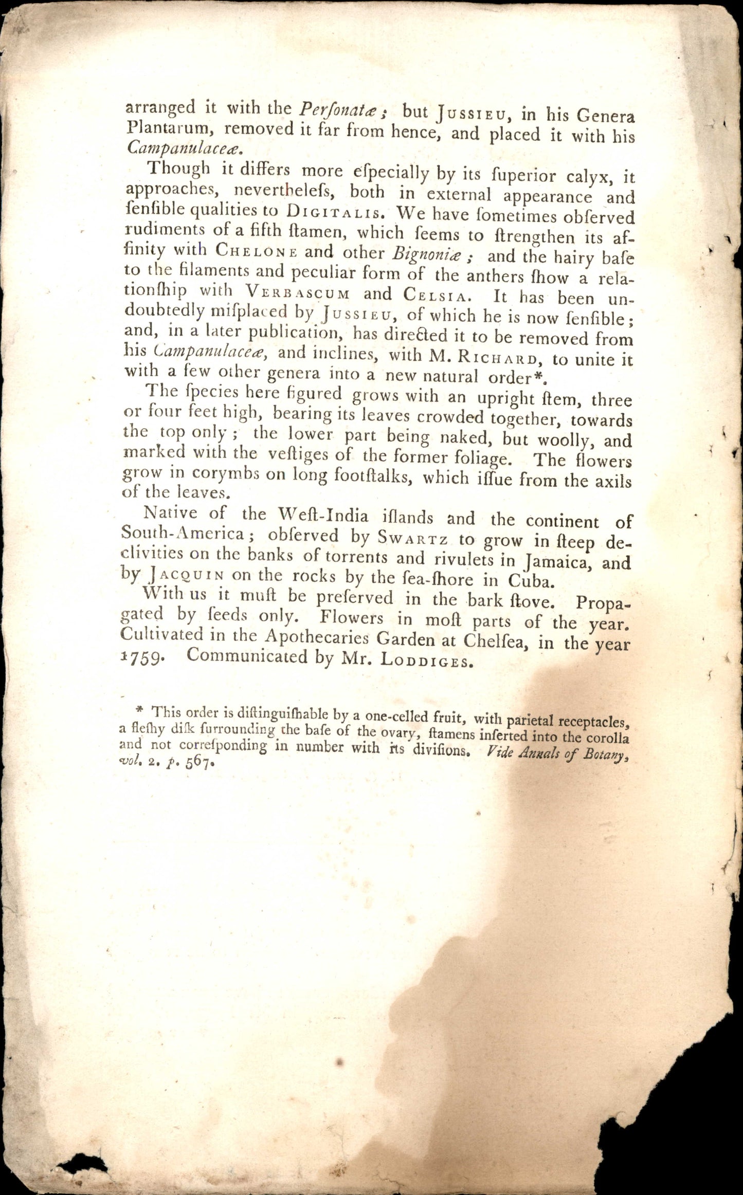 Curtis Botanical – Plate 1023 – Woolly Gesneria