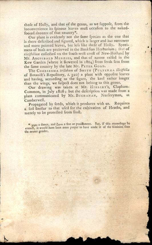 Curtis Botanical – Plate 1032 – Dwarf Chorizema