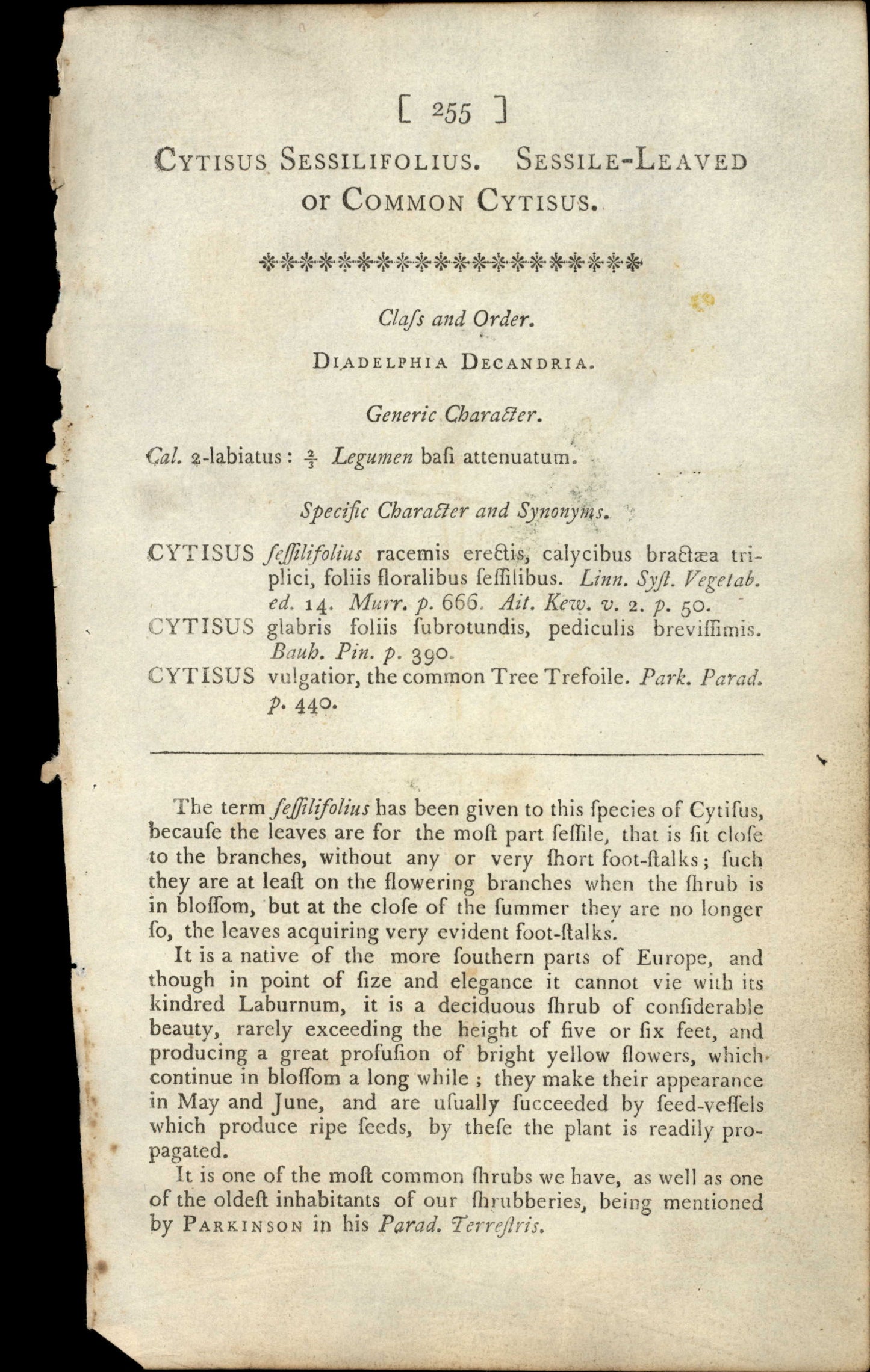 Curtis Botanical – Plate 255 – Sessiile Leaved or common Cytisus