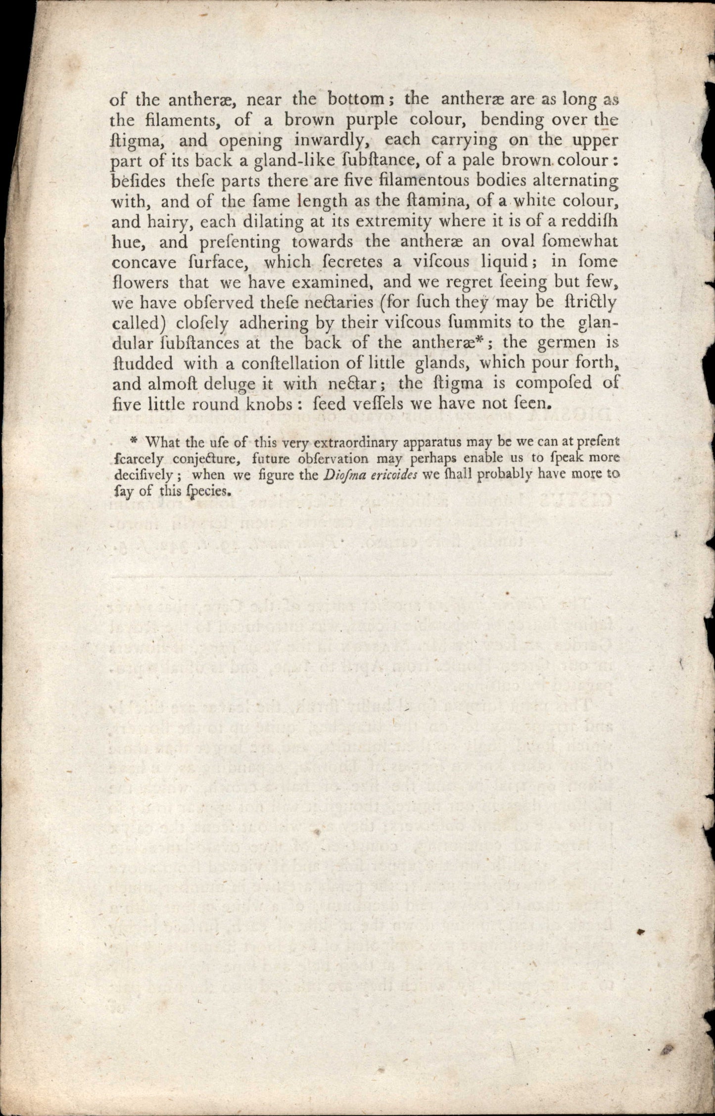 Curtis Botanical – Plate 273 – One Flowered Diosma