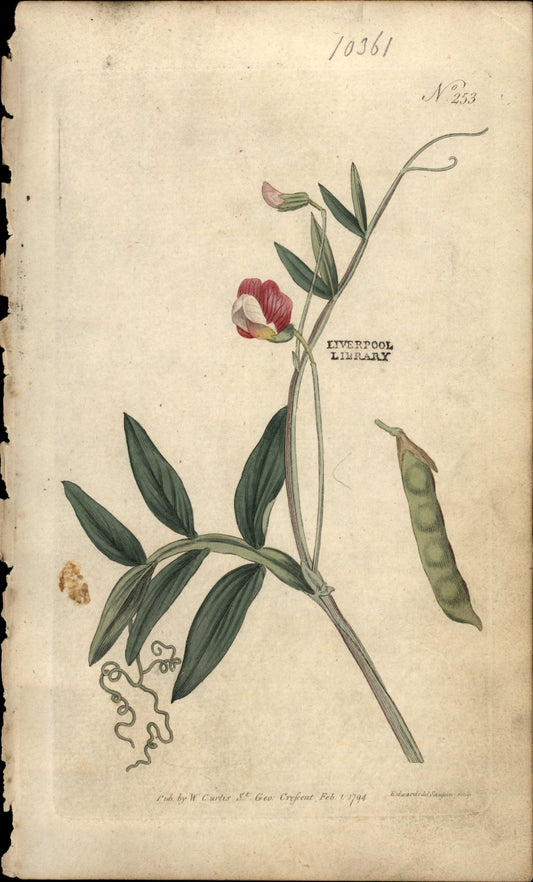 Plate 253 - Jointed- Podded Lathyrus
