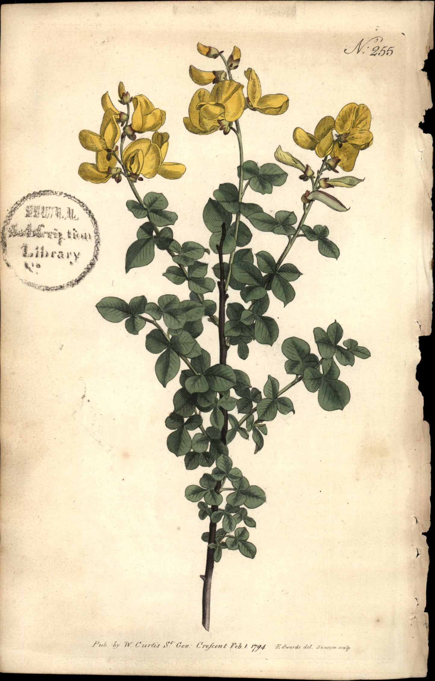 Curtis Botanical – Plate 255 – Sessiile Leaved or common Cytisus