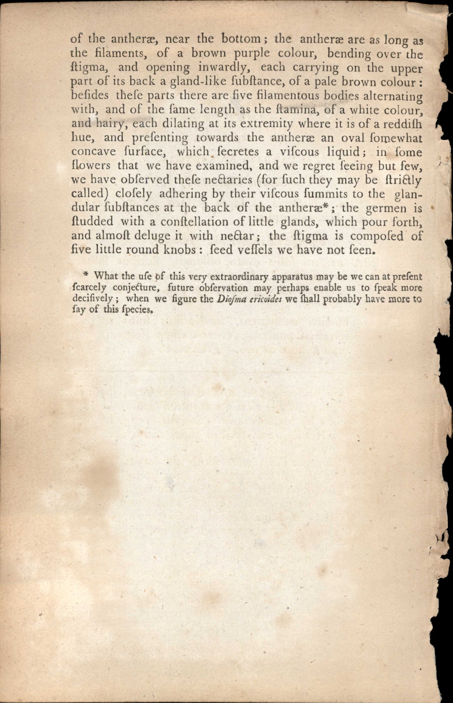 Curtis Botanical – Plate 273 – One Flowered Diosma