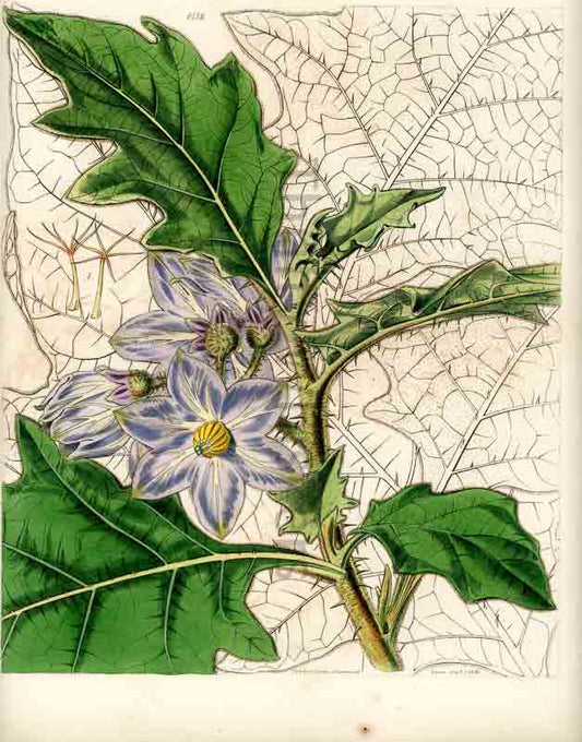 Hand-colored botanical plate number 4138 - digital file