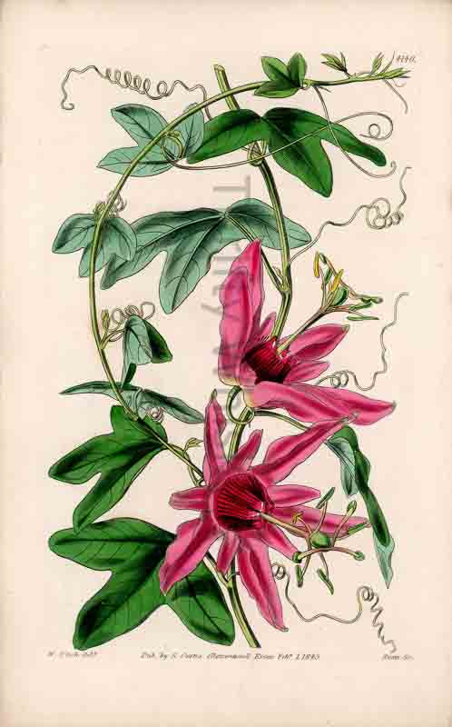 Hand-colored botanical plate number 4140 - digital file