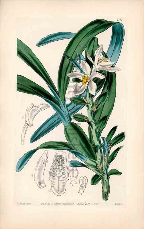 Hand-colored botanical plate number 4141 - digital file