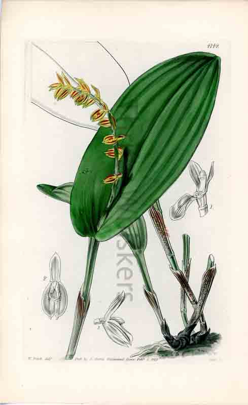 Hand-colored botanical plate number 4142 - digital file