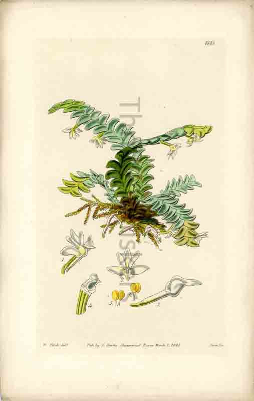 Hand-colored botanical plate number 4145 - digital file