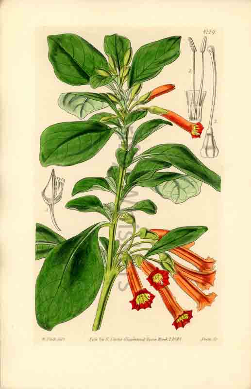 Hand-colored botanical plate number 4149 - digital file