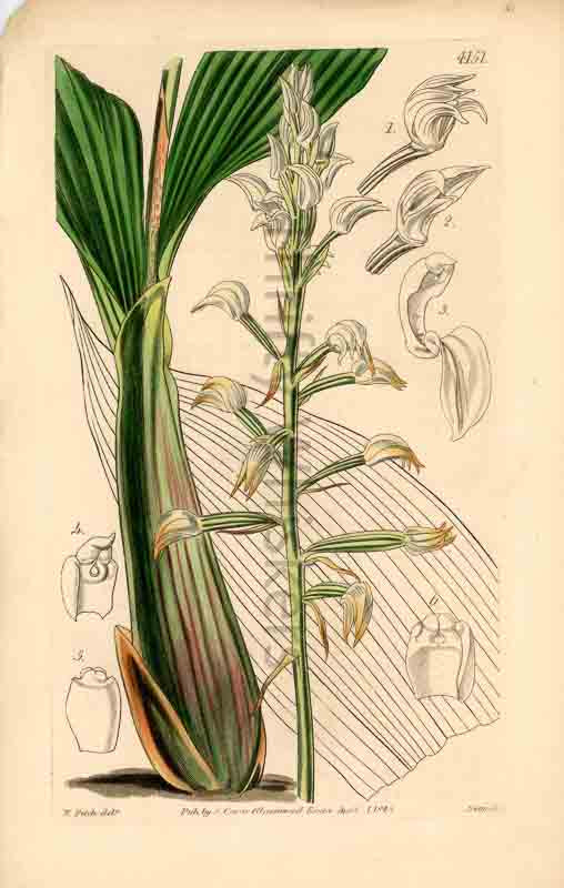 Hand-colored botanical plate number 4151 - digital file