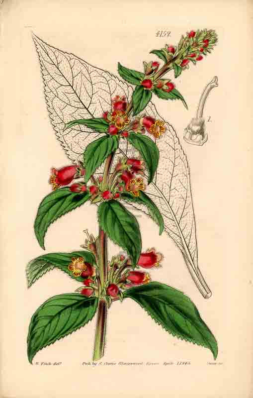 Hand-colored botanical plate number 4152 - digital file
