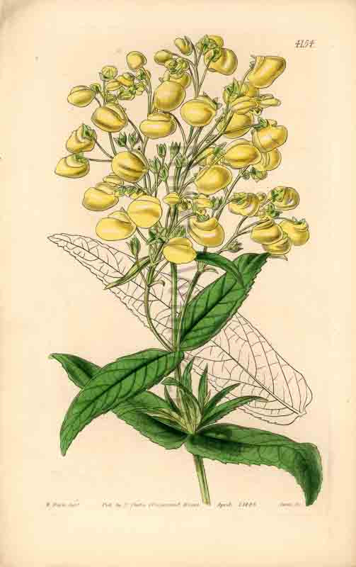 Hand-colored botanical plate number 4153 - digital file