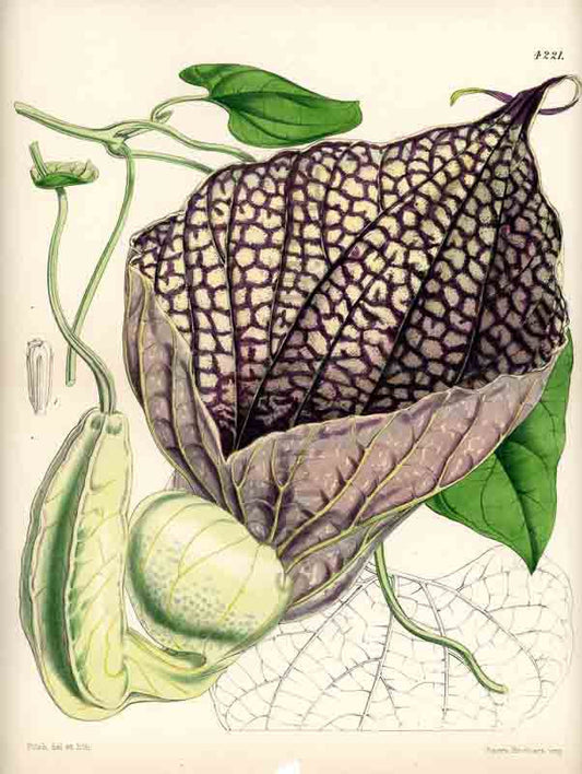 Hand-colored botanical plate number 4154 - digital file
