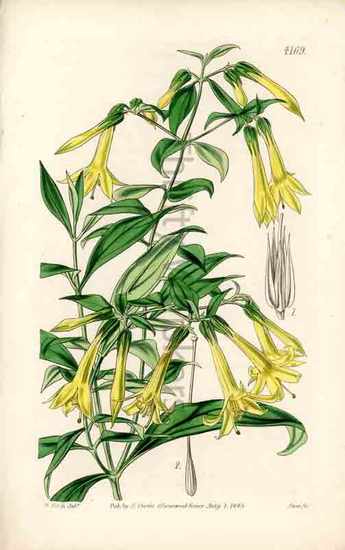 Hand-colored botanical plate number 4169 - digital file