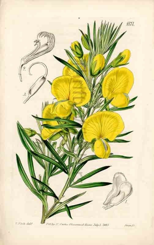 Hand-colored botanical plate number 4171 - digital file
