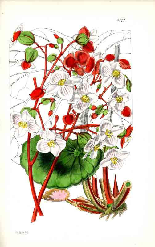 Hand-colored botanical plate number 4172 - digital file