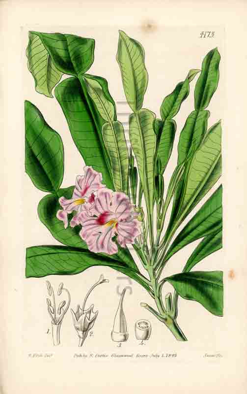 Hand-colored botanical plate number 4173 - digital file