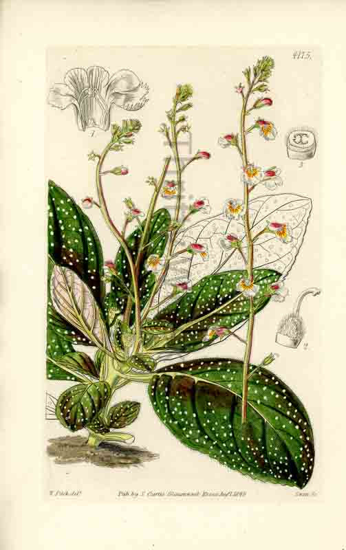 Hand-colored botanical plate number 4175 - digital file