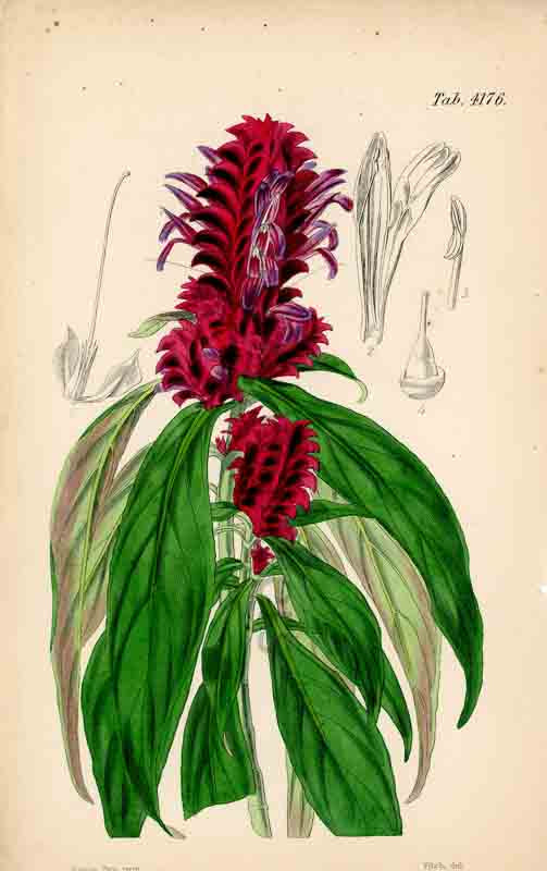Hand-colored botanical plate number 4176 - digital file