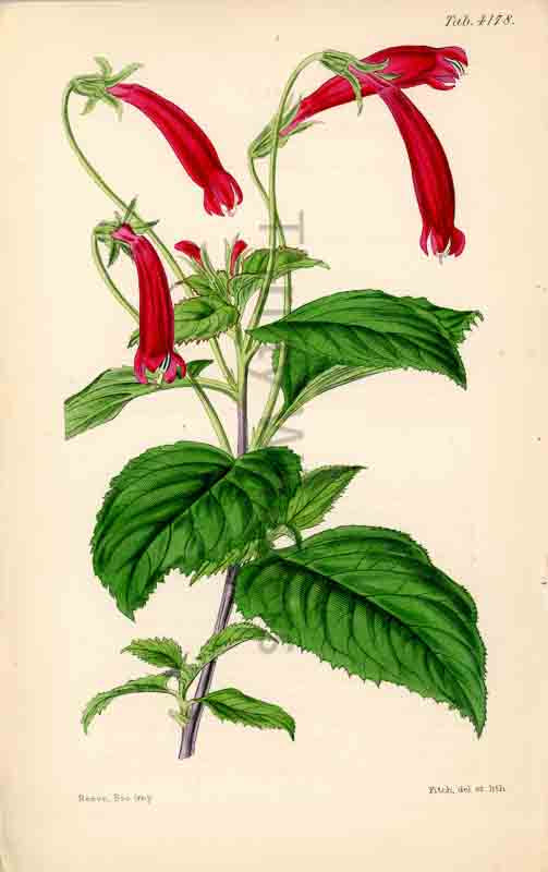 Hand-colored botanical plate number 4178 - digital file