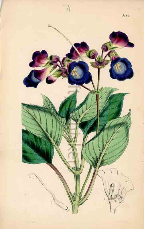 Hand-colored botanical plate number 4182 - digital file
