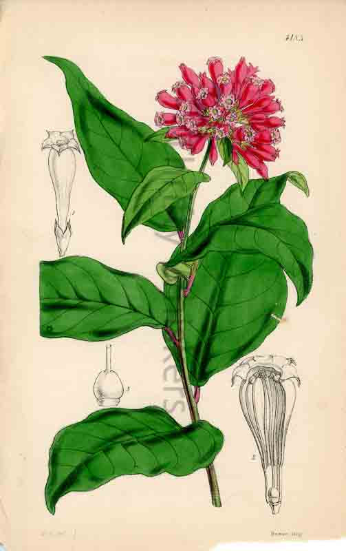 Hand-colored botanical plate number 4183 - digital file