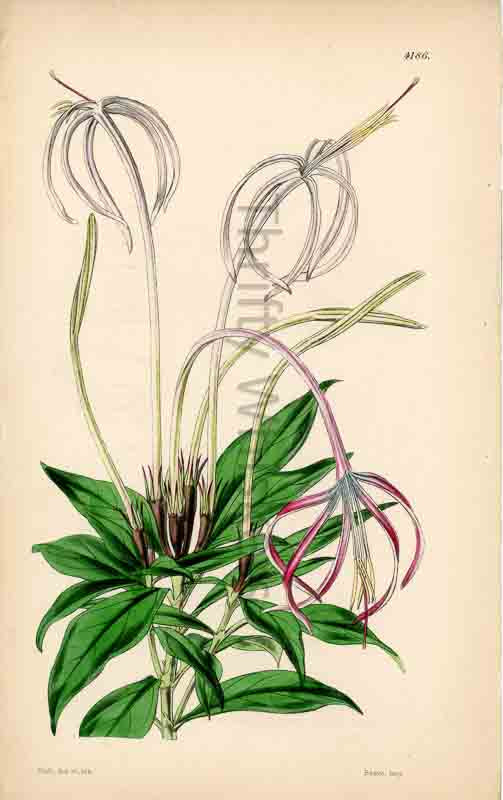 Hand-colored botanical plate number 4186 - digital file