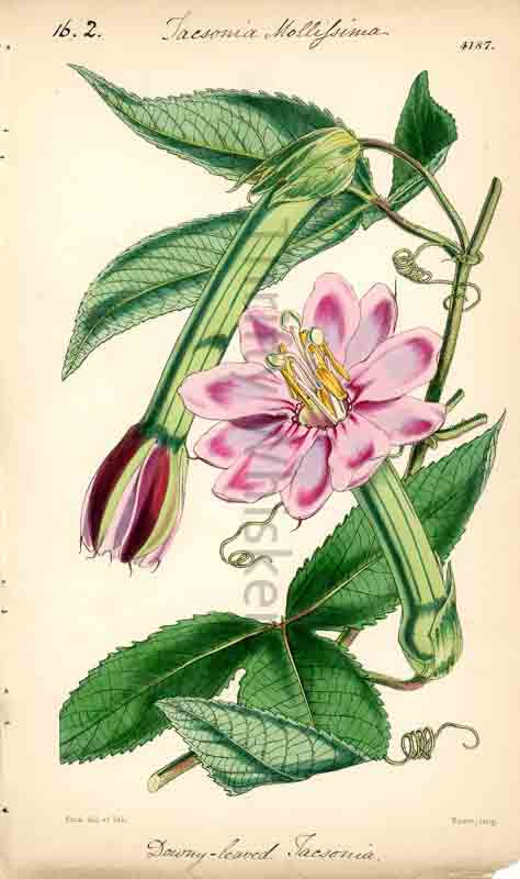 Hand-colored botanical plate number 4187 - digital file