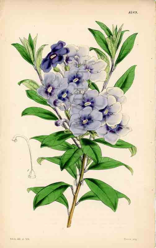 Hand-colored botanical plate number 4189 - digital file