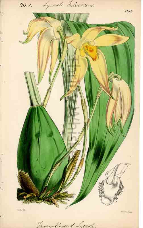 Hand-colored botanical plate number 4193 - digital file