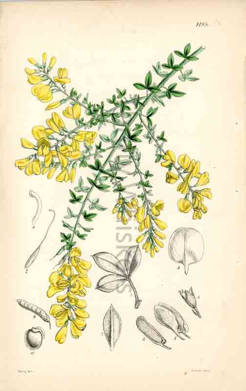 Hand-colored botanical plate number 4195 - digital file