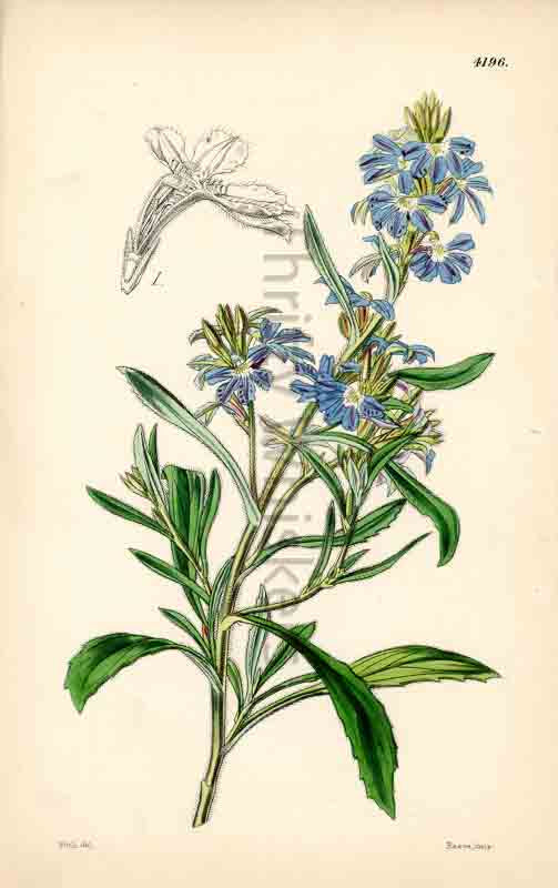 Hand-colored botanical plate number 4196 - digital file