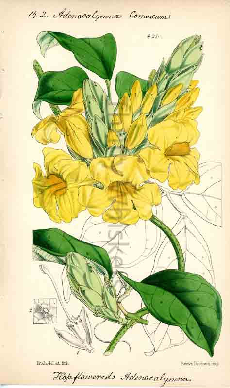 Hand-colored botanical plate number 4210 - digital file
