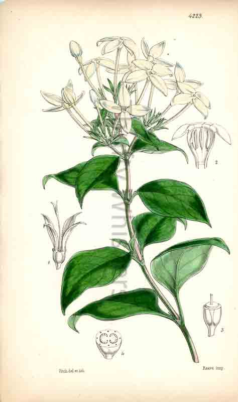 Hand-colored botanical plate number 4223 - digital file